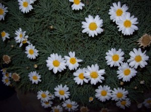 white daisies