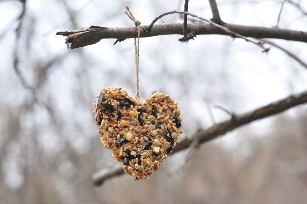 heart shape covered with bird seed hanging on a tree limb
