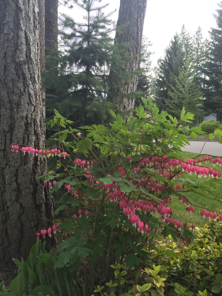 a bleeding heart bush next to 3 pine trees.