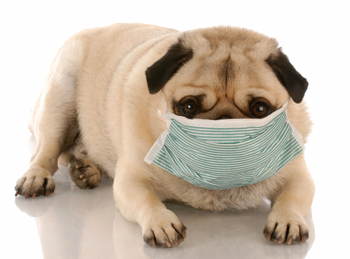 pug wearing a medical mask