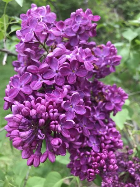 deep purple lilac