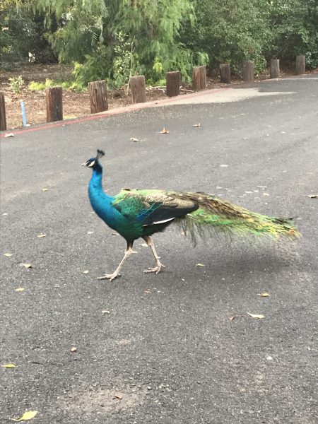 a peacock crossing the road