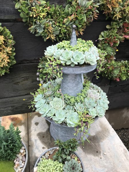 A 2-tier succulent arrangement