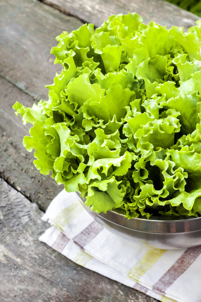 green butter lettuce growing in a shallow bowl