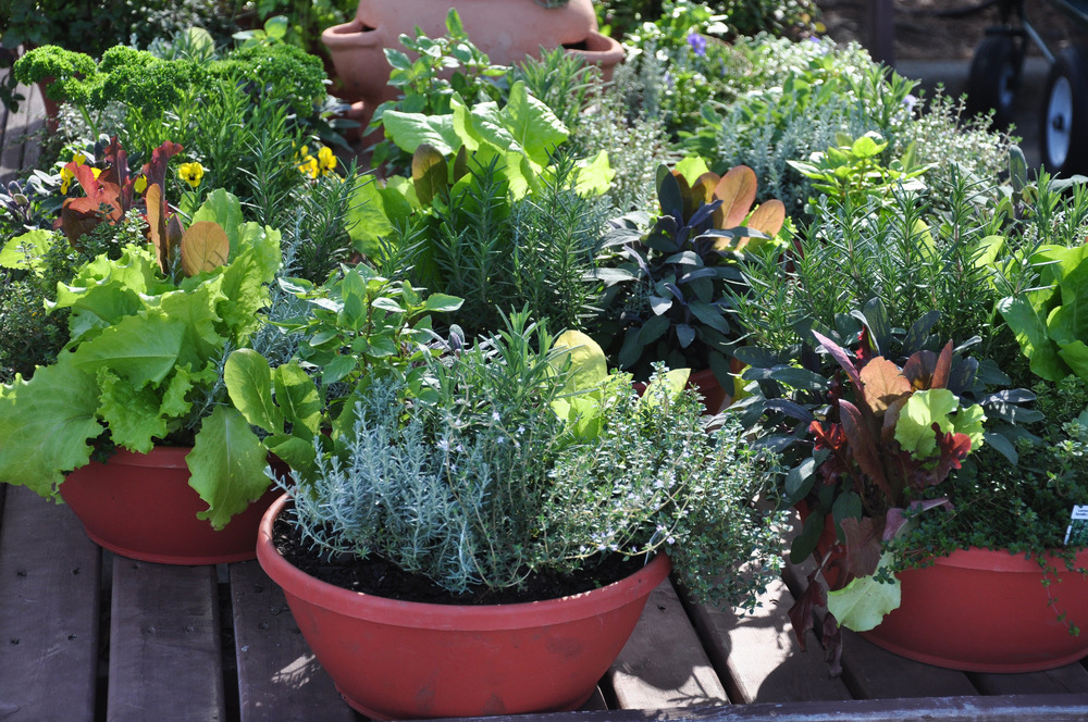several containers for growing salad greens and herbs