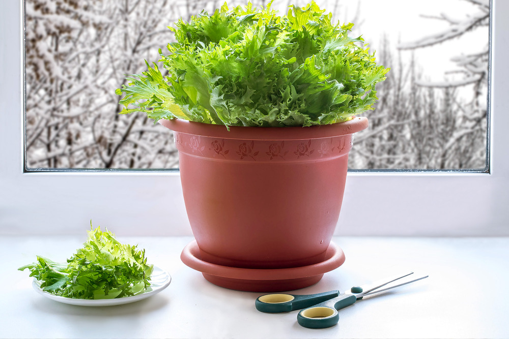 green lettuce groing indoors in a terra cotta pot