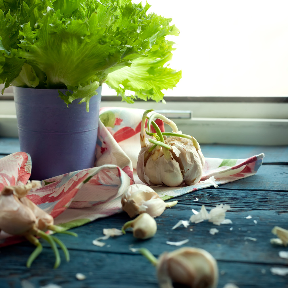 Lettuce in a pot with garlic beside it
