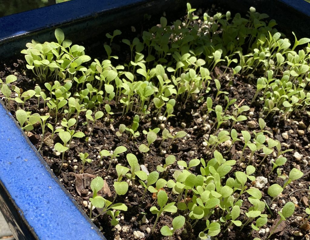 a ceramic container of lettuce seedlings