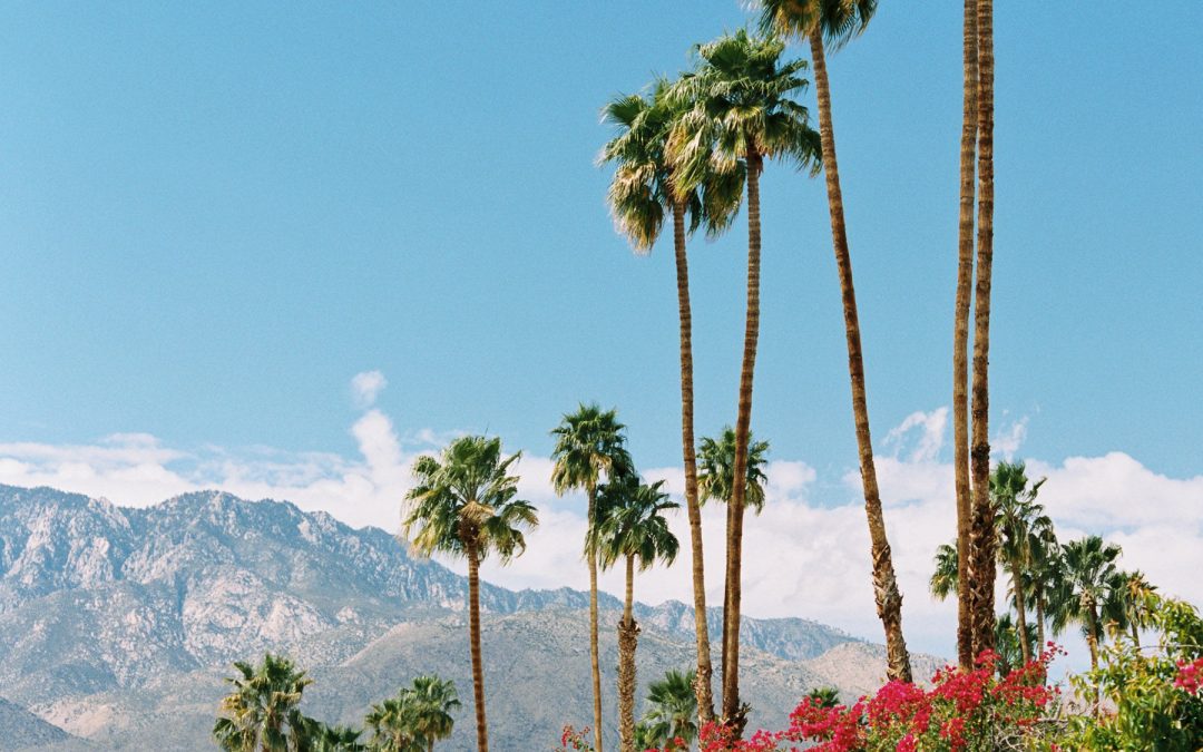 Palm trees and boganvilla bushes in southern California