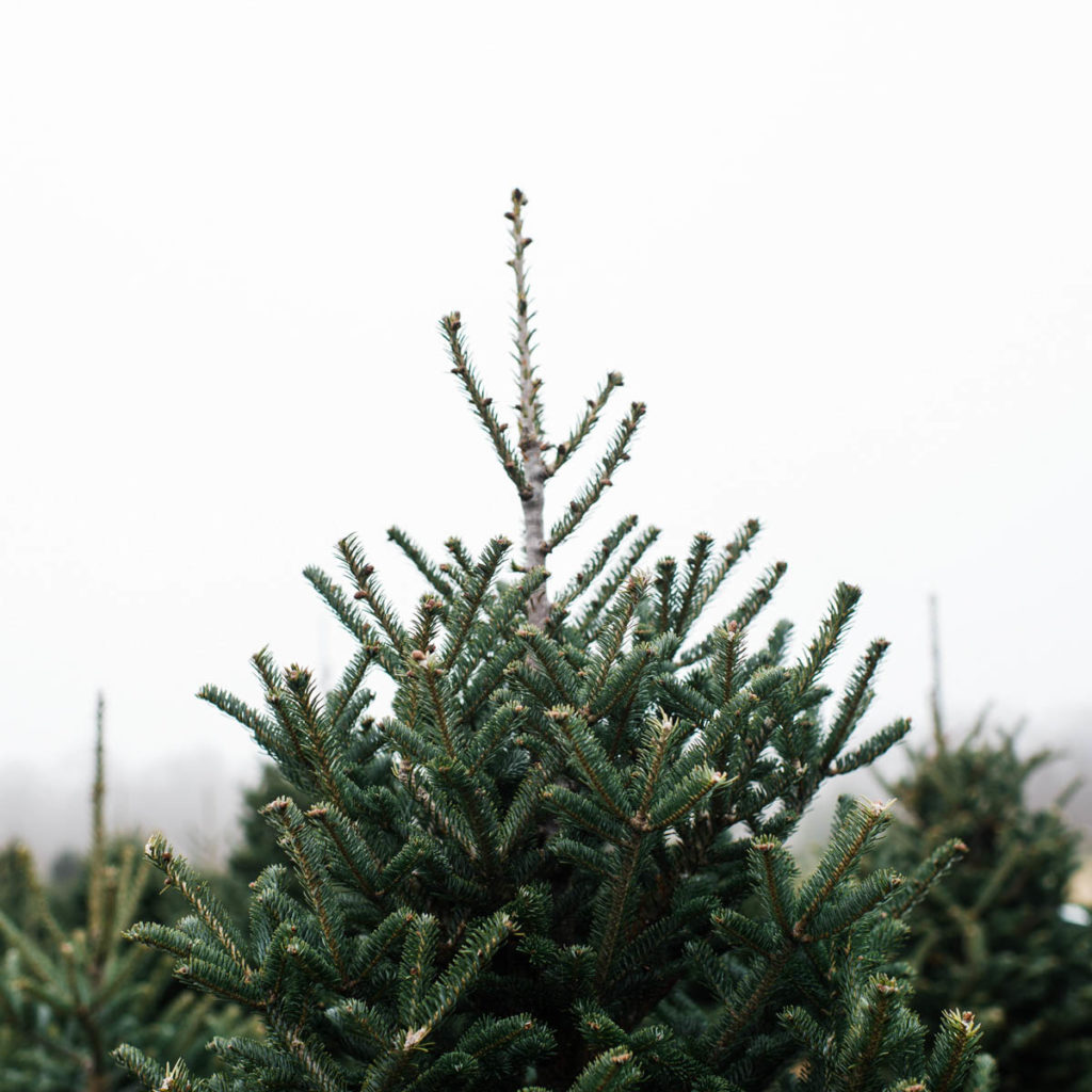 the top of a fresh grown Christmas tree