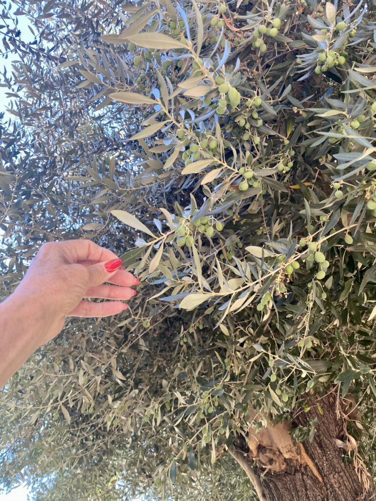 I'm pointing out some olives on the olive tree here