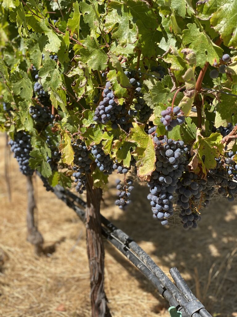 Red grape clusters on the vine in the Halter Ranch vineyard