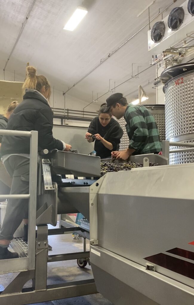 staff examining grapes as they are loaded into the destemmer