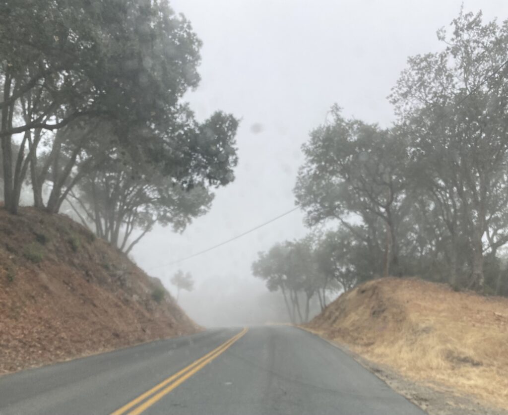 foggy morning on the road to Tablas Creek